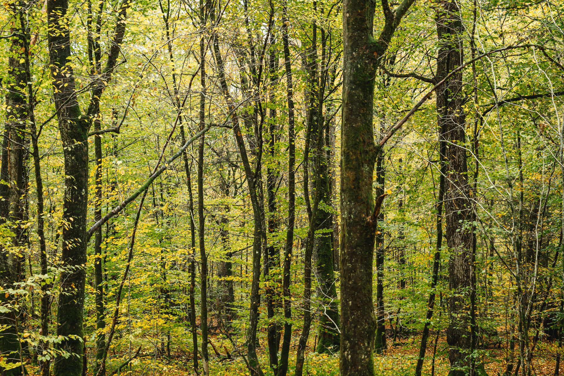Forêt